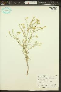 Cryptantha fendleri image