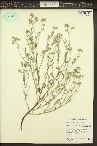 Cryptantha pterocarya image