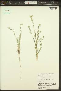 Cryptantha pterocarya image