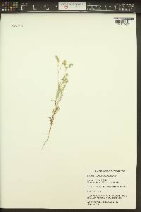 Cryptantha pterocarya image