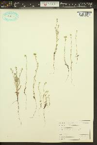 Cryptantha pterocarya image