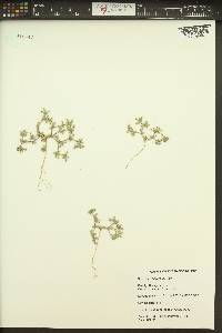 Tiquilia nuttallii image