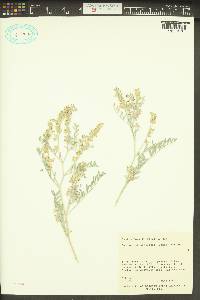 Astragalus caricinus image