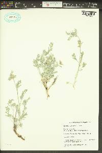 Astragalus caricinus image