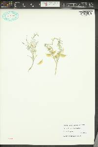 Astragalus geyeri image