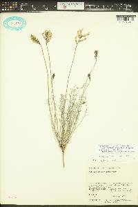 Astragalus conjunctus image