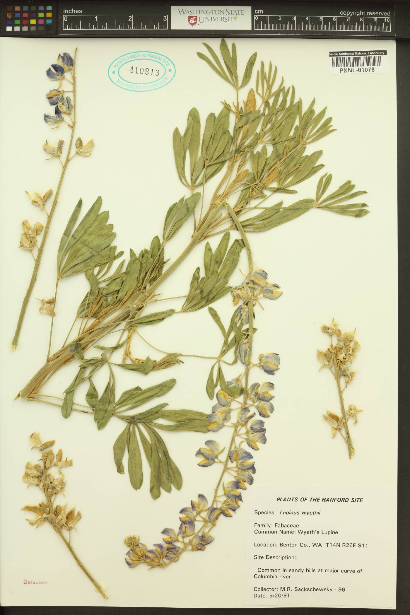 Lupinus wyethii image