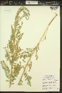 Sphaerophysa salsula image