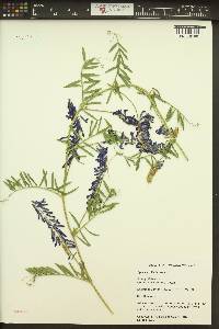 Vicia villosa var. villosa image