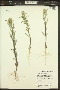 Phacelia linearis image