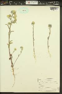 Phacelia linearis image