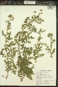 Phacelia ramosissima image