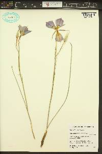 Calochortus macrocarpus image