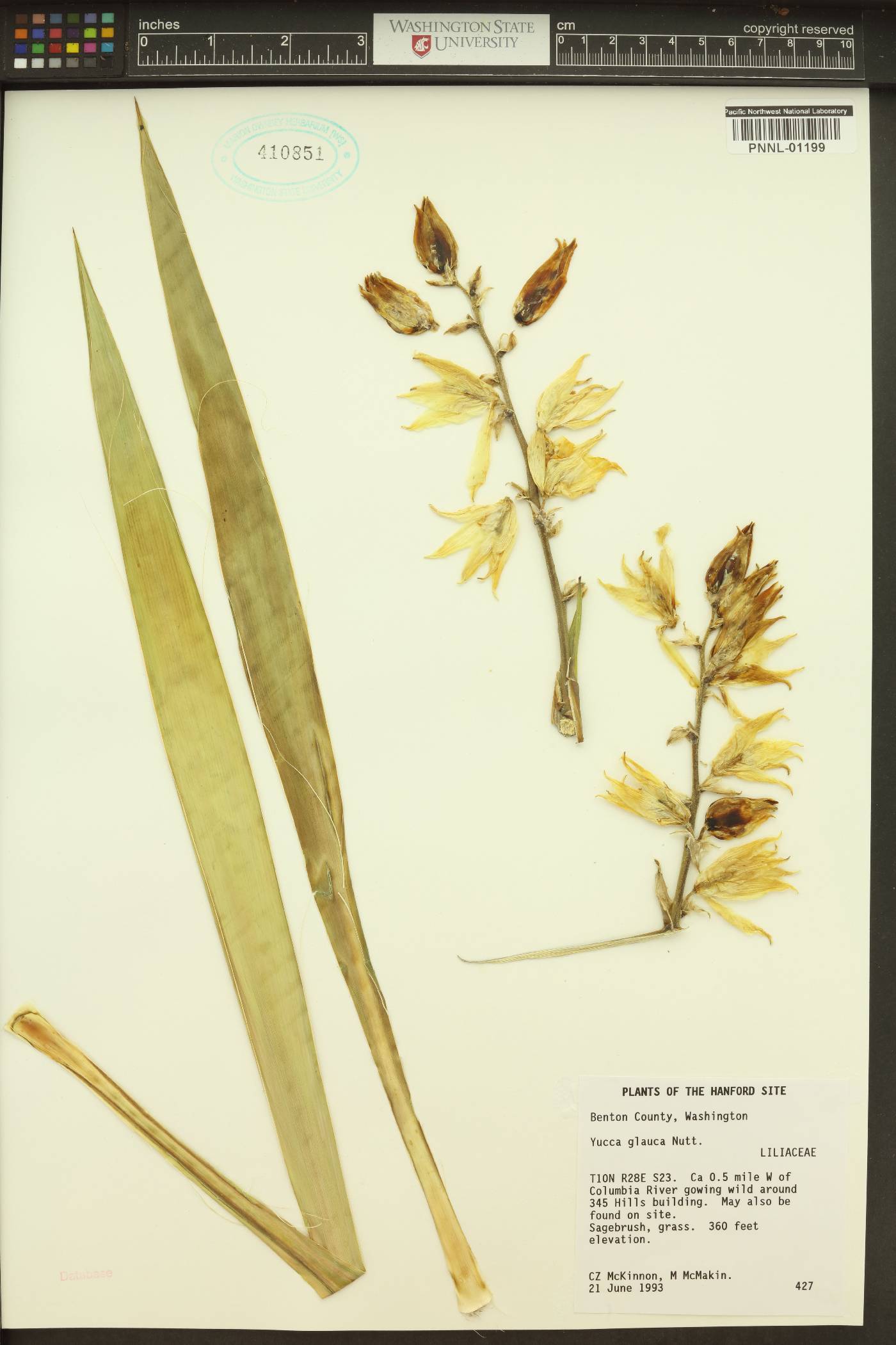 Yucca flaccida image
