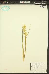 Zigadenus paniculatus image