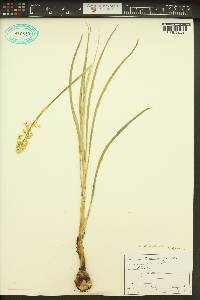 Zigadenus paniculatus image