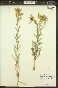 Mentzelia laevicaulis image