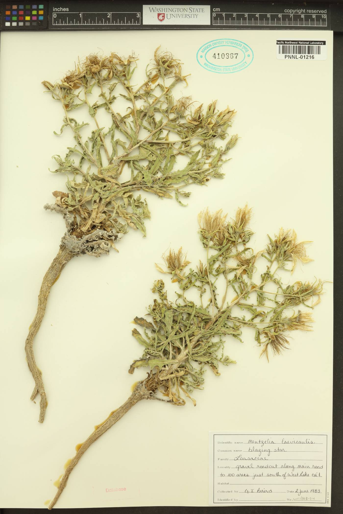 Mentzelia laevicaulis var. parviflora image