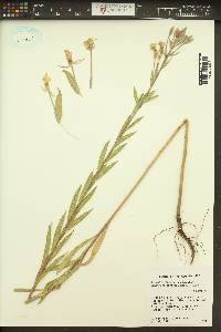 Oenothera villosa subsp. strigosa image