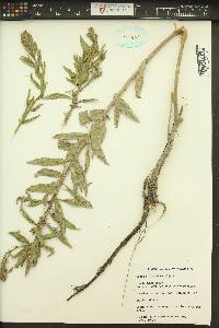 Oenothera villosa subsp. strigosa image