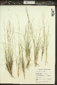 Aristida purpurea var. longiseta image