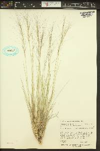 Aristida purpurea var. longiseta image