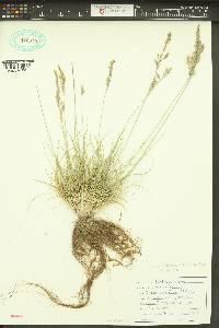 Festuca valesiaca image