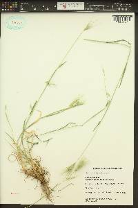 Hordeum murinum image