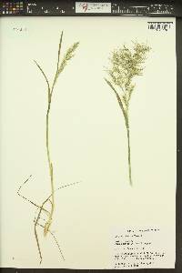 Poa bulbosa image