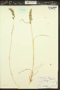 Poa bulbosa image