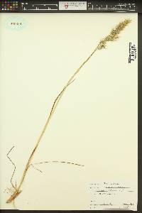 Poa bulbosa image