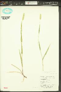 Setaria viridis var. viridis image