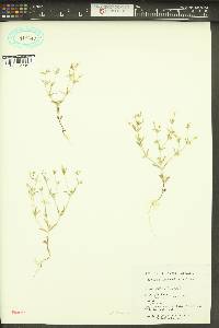 Phlox gracilis image