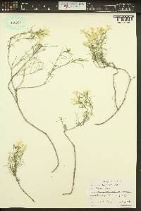 Phlox longifolia image