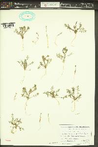 Polemonium micranthum image