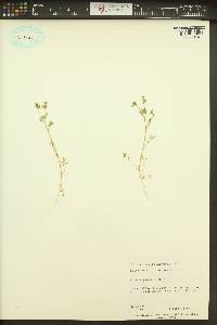 Polemonium micranthum image