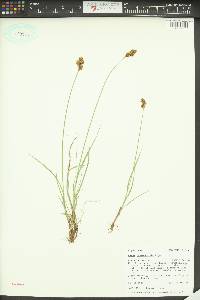 Carex phaeocephala image