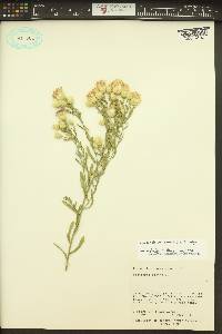 Rhaponticum repens image