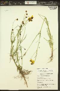 Coreopsis tinctoria image