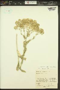 Lepidium chalepense image