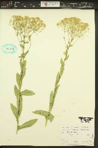 Lepidium chalepense image