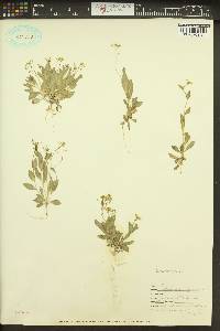 Draba nemorosa image