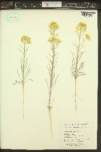 Erysimum asperum image