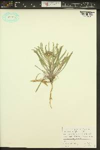 Erysimum asperum image