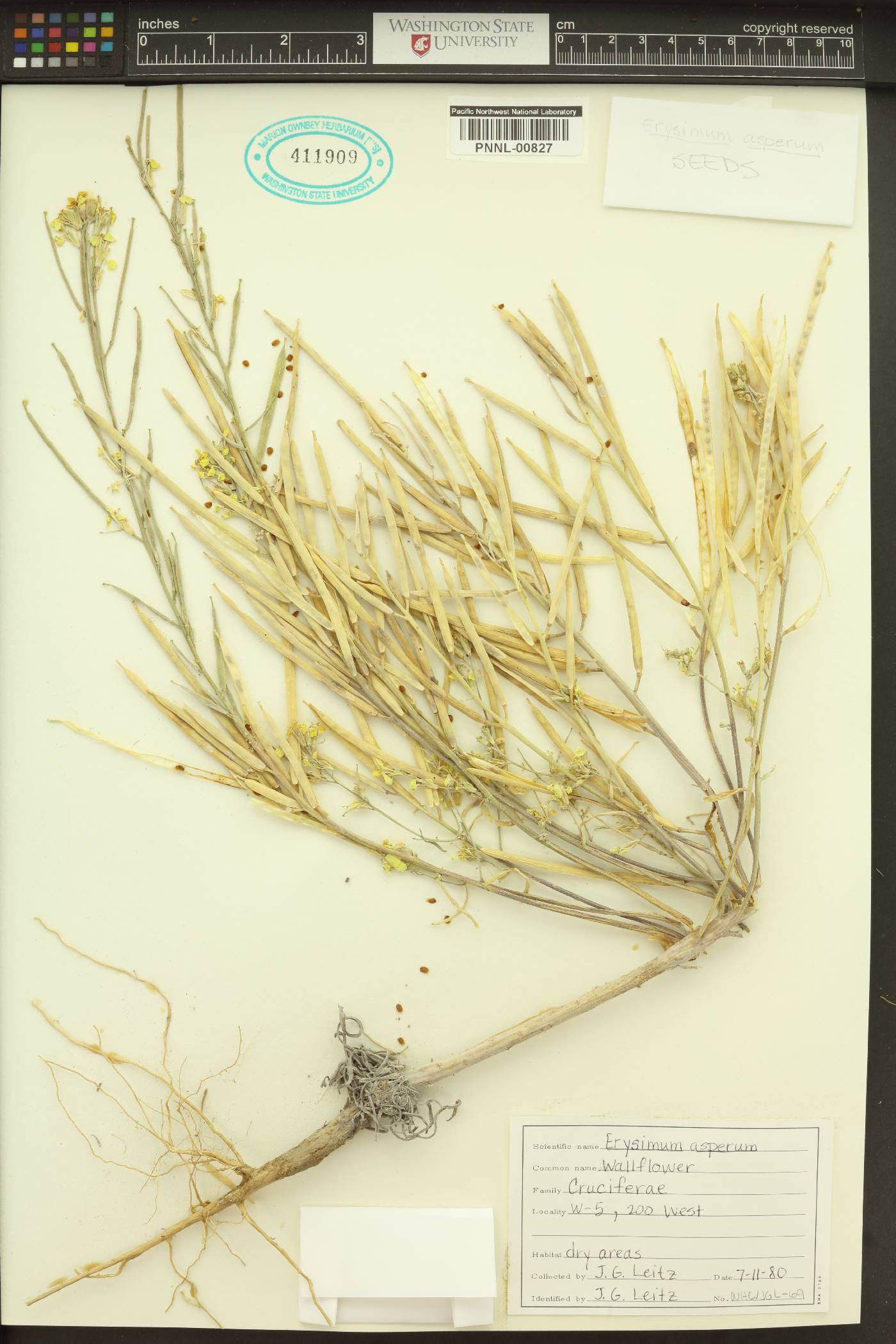 Erysimum asperum image