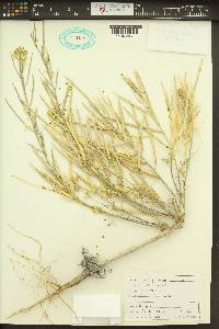 Erysimum asperum image