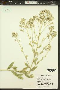 Lepidium latifolium image