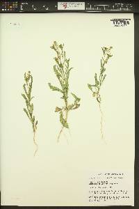 Lepidium densiflorum image