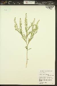 Lepidium densiflorum image