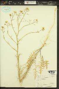 Sisymbrium altissimum image